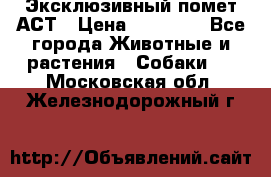 Эксклюзивный помет АСТ › Цена ­ 30 000 - Все города Животные и растения » Собаки   . Московская обл.,Железнодорожный г.